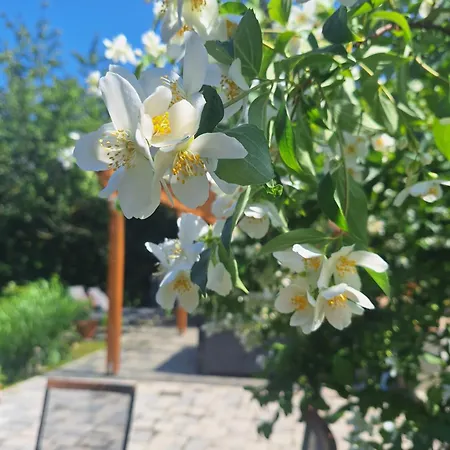 Casa vacanze Már Várta-lak Erdei Wellness Esztergom